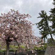 石垣に桜舞う景色