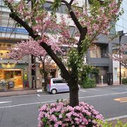 八重桜とツツジのコラボレーション