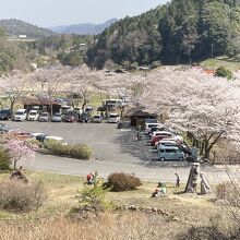 入り口にある朱塗りの橋から駐車場の桜風景です