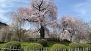 桜守り人のご苦労を思いながら、有り難く見る