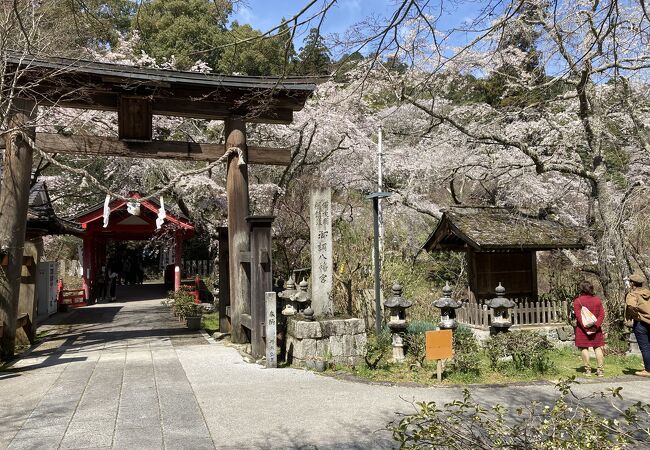 西の吉野と言われ豊臣秀吉が手植えしたと伝えられる「しだれ桜」切株がある