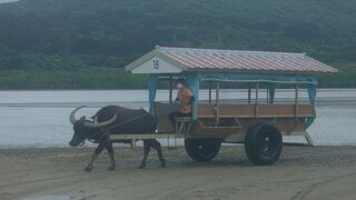 水牛車がとても楽しい！