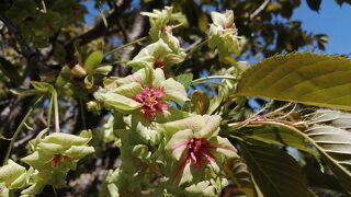 緑の桜と白い藤