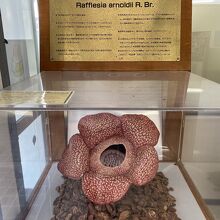 向かいの休憩所にある世界最大の花