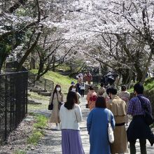 琵琶湖疏水ねじりマンボ付近の桜並木