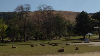 神様からの使いです