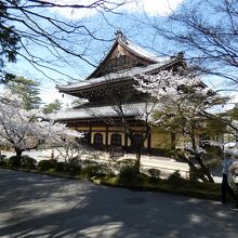 南禅寺法堂と桜