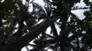 距離短めの遊歩道で八重山ヤシを楽しめます