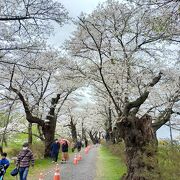 行きは桜の中、帰りは両側の散策