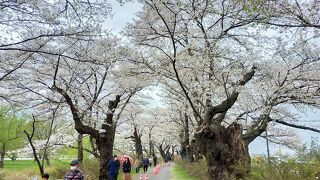 行きは桜の中、帰りは両側の散策