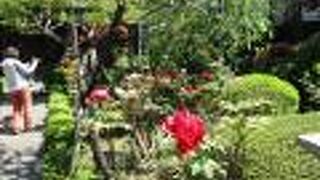 牡丹の花が満開で見ごたえがありました。