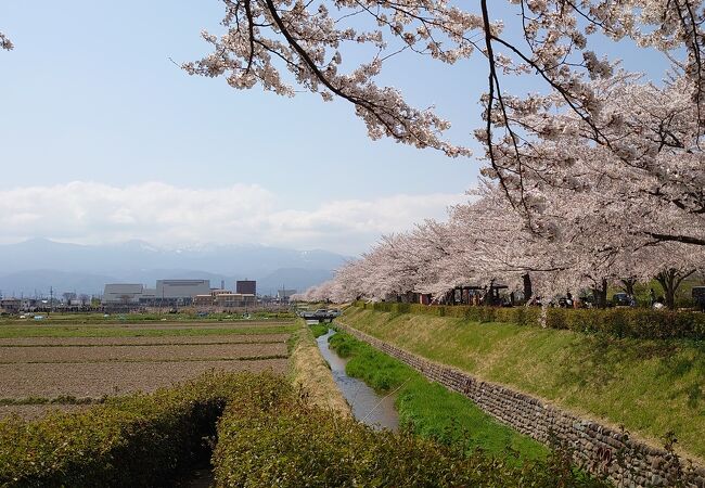 荒川桜づつみ公園