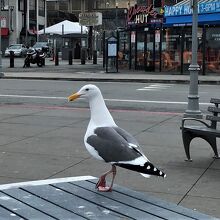 テーブルは鳩の落し物がいっぱい。