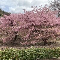 珍しい河津桜です