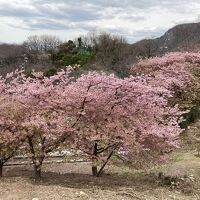 河津桜です