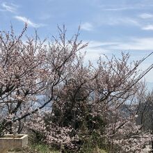 展望台付近の桜です