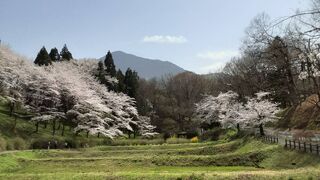 桜の絶景　in秩父
