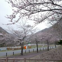 道路沿いに広がる園内には、桜並木がちらほら。