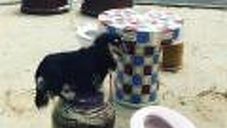 改装中ですが、外の敷地は楽しめます