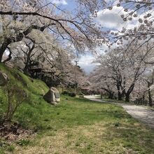 桜のトンネル。