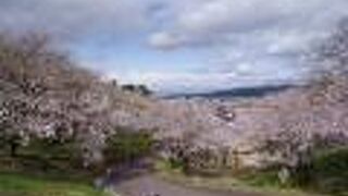 桜の名所、ピークは山形市内より後