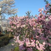 車で行って、さくっとお花見。