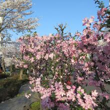 美しい桜