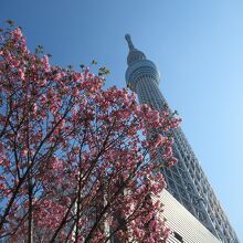 桜とスカイツリー