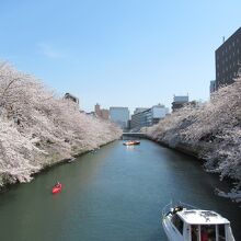 橋からの桜