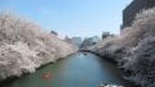 桜並木が絶景。