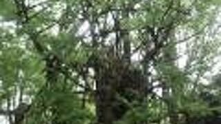 御神木は江戸時代から有名でしたが、かなりの老木と見うけられます