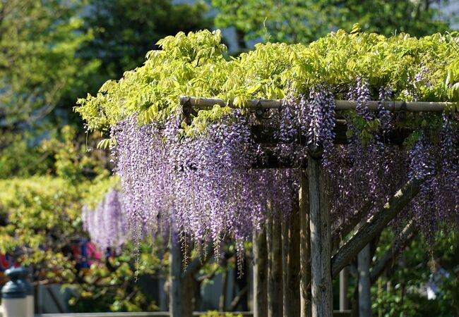 亀戸天神社 藤まつり クチコミ アクセス 営業時間 亀戸 フォートラベル 亀戸天神社 藤まつり クチコミ アクセス 営業時間 亀戸 フォートラベル