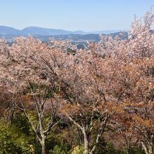 なんとかまだ咲いていました