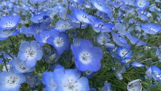 ネモフィラを見に行きました