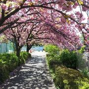 八重桜が楽しめた