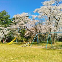 本丸部分の桜の様子です