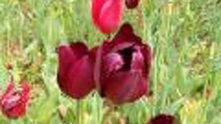 臨海副都心チューリップフェスティバル