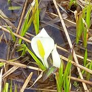 湯坂沼の水芭蕉