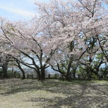 桜を見ながら歩きました