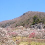 山のふもとに梅林