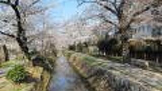桜満開の哲学の道の散策