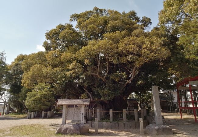 神明社の大シイ(上永良神明社)