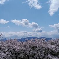 盛岡城の桜