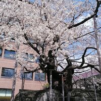 石割り桜