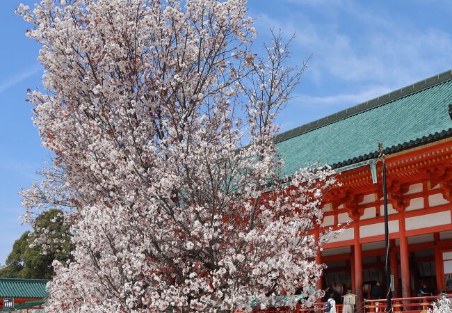 平安神宮 右近の橘 左近の桜 クチコミ アクセス 営業時間 下鴨 宝ヶ池 平安神宮 フォートラベル