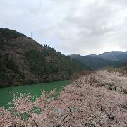 庄川沿いの桜  庄川水記念公園