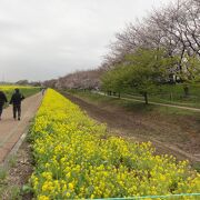 菜の花が満開でした