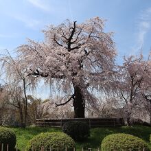 円山公園