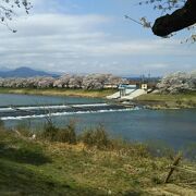 満開の桜と蔵王の山並み、青空と川の流れという絶景の中で花見