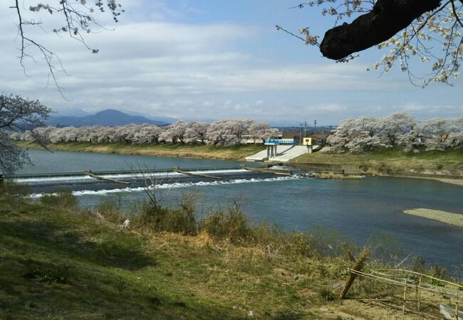 満開の桜と蔵王の山並み、青空と川の流れという絶景の中で花見